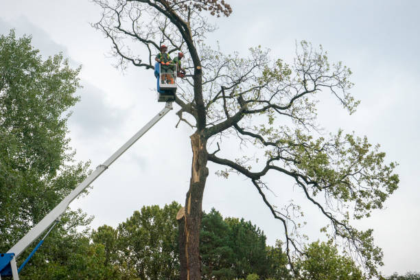 Best Utility Line Clearance  in Belleair Beach, FL