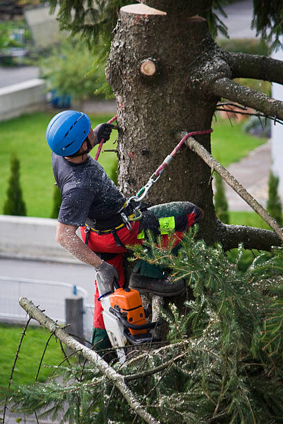 Lawn Watering Services in Belleair Beach, FL