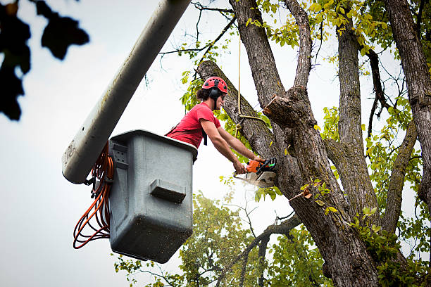 Why Choose Our Tree Removal Services in Belleair Beach, FL?