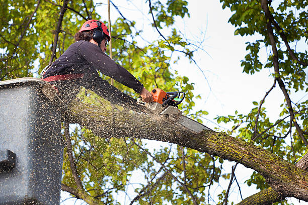 Best Leaf Removal  in Belleair Beach, FL